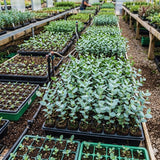 Baby Blue Eucalyptus Live Plant, Eucalyptus Plant Live Indoor, 4 to 6'' Long, Fragrant Eucalyptus Tree