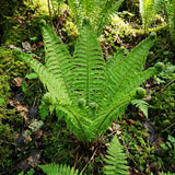 10 Ostrich Fern Live Rhizomes, Shade Perennial Fern Plants for Outdoor Growing, Hardy, Fast Growing