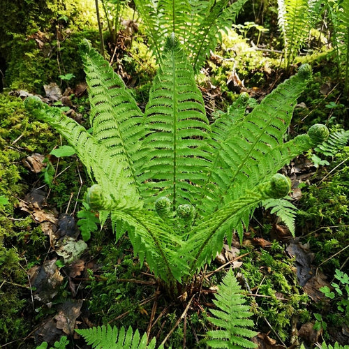 10 Ostrich Fern Live Rhizomes, Shade Perennial Fern Plants for Outdoor Growing, Hardy, Fast Growing