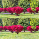 05 Dwarf Burning Bush Shrubs for Spring Planting, Bare Roots, Red Burning Bush Rooted Cuttings 4-10" in Tall