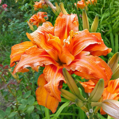 Double Orange Bloom Daylily Roots, Live Reblooming Daylily Bare Root Perennial - 3 Roots for Planting Outdoor Garden Landscape