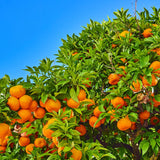 Mandarin Tangerine Tree Live Plant, Grafted 2 Years Old, 3 Feet Tall, Citrus Orange Clementines Satsumas Like, Ready to Plant Outdoor Zones 9-11