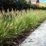 1 Hameln Dwarf Fountain Grass Plant Live for Planting, Dwarf Grass Perennial Garden 4 Inch Pot