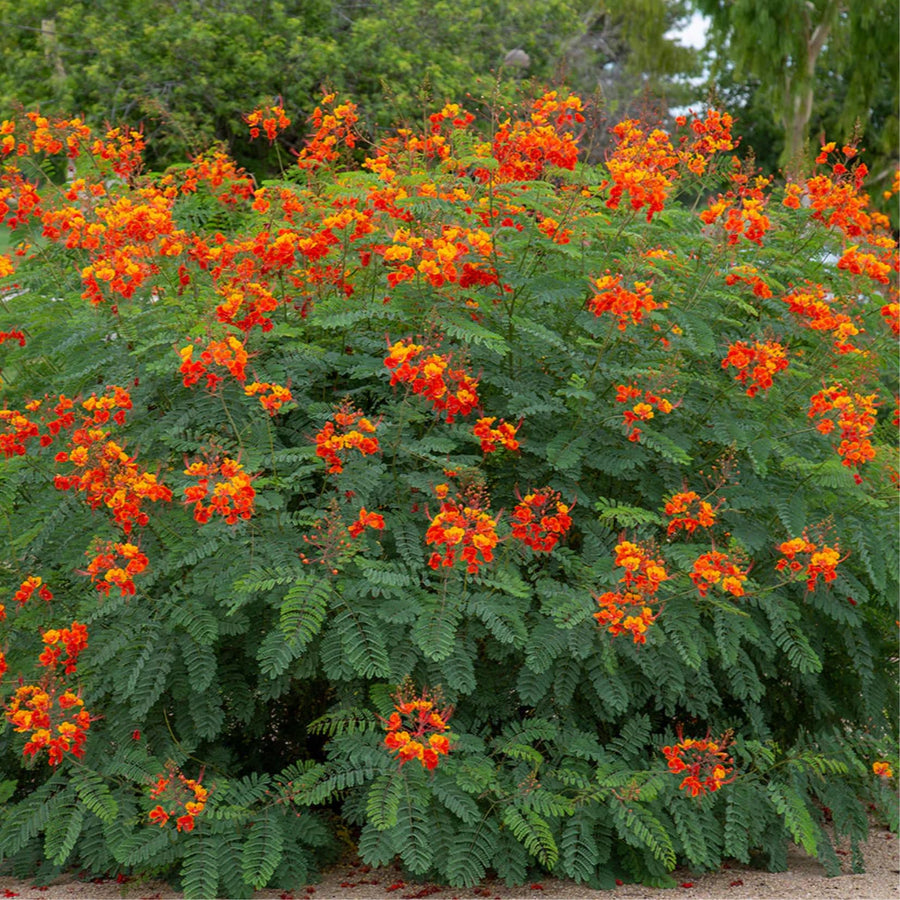Red Orange Mexican Bird of Paradise Plant Live in Pot, 6-10" in Tall Well-Rooted Seedling for Outdoor Growing, Peacock Plant