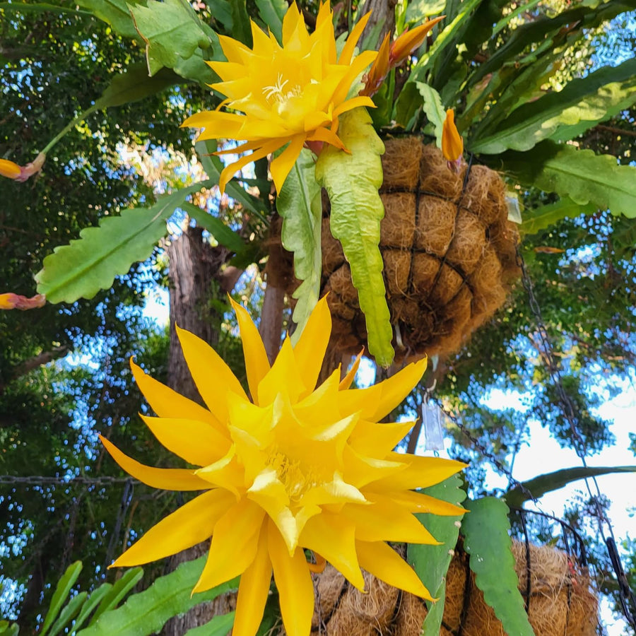 Epiphyllum Orchid Cactus Live Plant, 2 Plants Per Pot, Blooming Orchid Cactus for Indoor or Outdoor Growing (Yellow Epiphyllum)