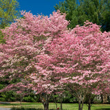 Pink Dogwood Plant Live, Quart Pot, Dogwood Flower Live Plant, Shrub Garden, 4 to 6'' Tall
