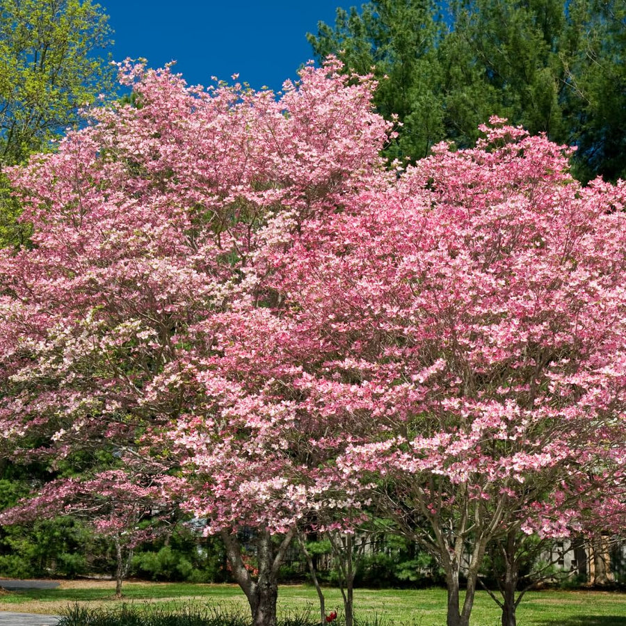 Pink Dogwood Plant Live, Quart Pot, Dogwood Flower Live Plant, Shrub Garden, 4 to 6'' Tall
