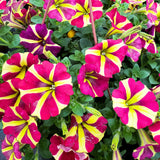 2 Petunia Live Plants, Queen of Hearts Petunia Flowers, Live Petunias Plants Outdoor Indoor, 5-9 Inch Tall