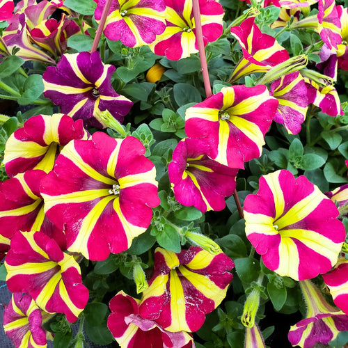2 Petunia Live Plants, Queen of Hearts Petunia Flowers, Live Petunias Plants Outdoor Indoor, 5-9 Inch Tall