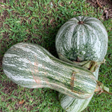 25 Striped Butternut Squash Seeds for Planting, Winter Squash Seeds, Vegetable Garden Seeds for Outdoor Growing, Suitable for Trellis or Ground Planting