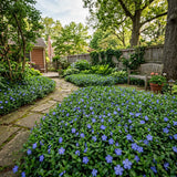 Pack 3 Vinca Minor Plants 4'' Pots, Purple Periwinkle Ground Cover Plants, Trailing Vines for Garden Borders and Landscape