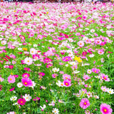 Set 2000 Mix Cosmos Flower Seeds for Planting, Vibrant Multicolor Flowers, Fast Growing, Low Maintenance for Outdoor Gardens