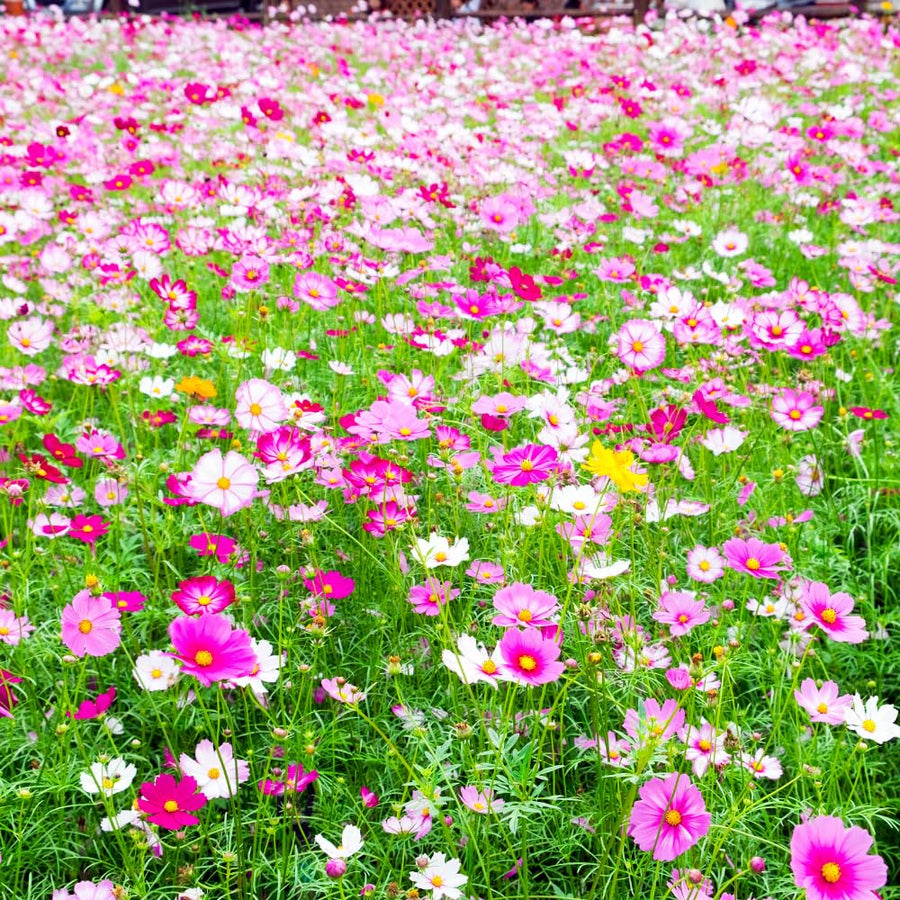 Set 2000 Mix Cosmos Flower Seeds for Planting, Vibrant Multicolor Flowers, Fast Growing, Low Maintenance for Outdoor Gardens