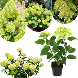 Lime Hydrangea Plant Live, in Quart Pot, 8-14" Tall Cold Hardy Hydrangea Flowering Shrub
