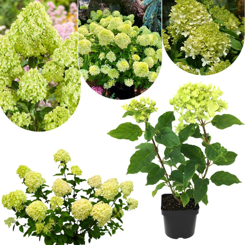 Lime Hydrangea Plant Live, in Quart Pot, 8-14" Tall Cold Hardy Hydrangea Flowering Shrub