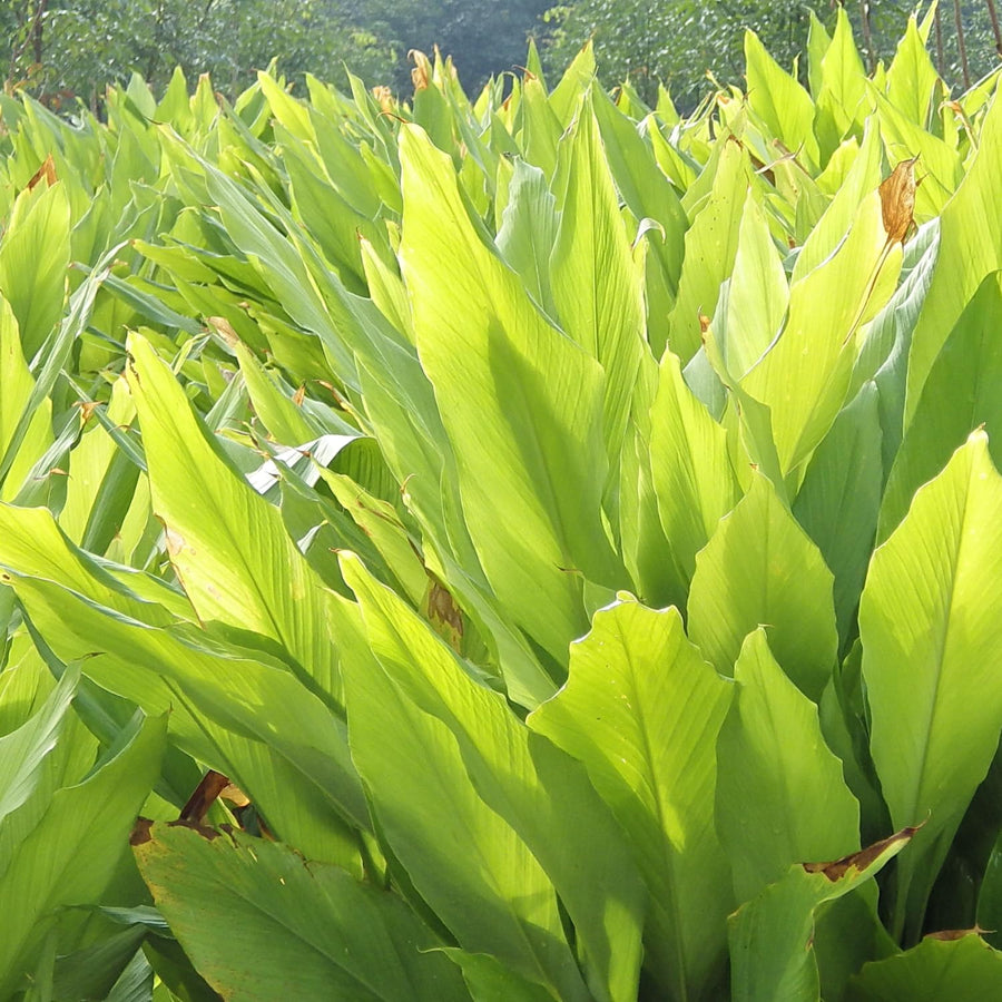 Pack 2 Curcuma Turmeric Ginger Plants Live 5 to 9 Inch Tall, Turmeric Live Plants, Ornamental Flowers
