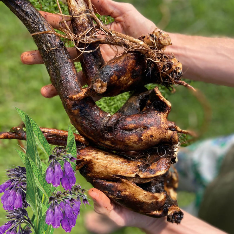 8 Comfrey Cuttings Plant Root Fast-Growing, High Yields Bocking 4 Comfrey Plant Live Roots, Perennial Herb Plant