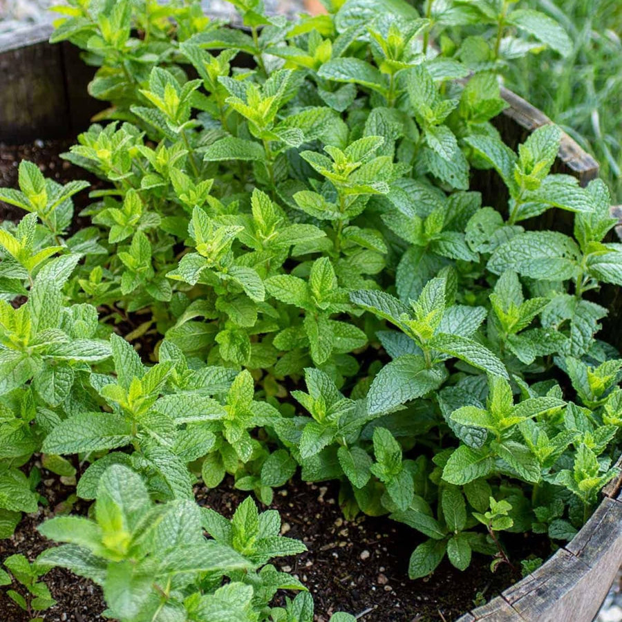Fragrant Mint Plant Live, 4-6 Inches, Culinary Mint Herb for Indoor Outdoor Gardens (Peppermint)