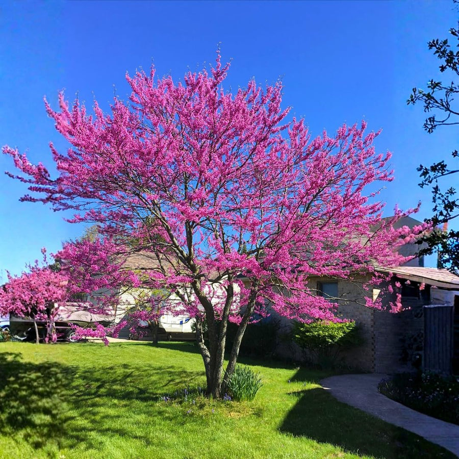 Eastern Redbud Live Plant in Quart Pot, Pink Purple Flowering Tree, Ornamental Redbud Tree for Outdoor Garden