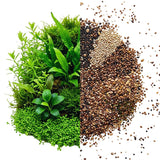 200 Mix Aquarium Grass Seeds for Planting, Aquarium Seeds, Aquatic Grass Garden