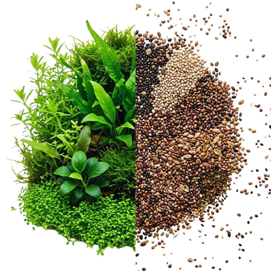 200 Mix Aquarium Grass Seeds for Planting, Aquarium Seeds, Aquatic Grass Garden