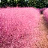 2 Ornamental Grass Plants - Muhly Grasses Live Plants Perennial - 5-9 Inc Tall - Live Grass Seedlings Indoor Outdoor (Pink Muhly Grass)