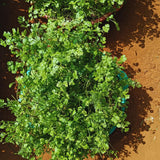Green Cilantro Plant Live, Cilantro Live Plant Pot, 3.5 Inc Pot, Herb Vegetable Plant Gardening Outdoor Indoor
