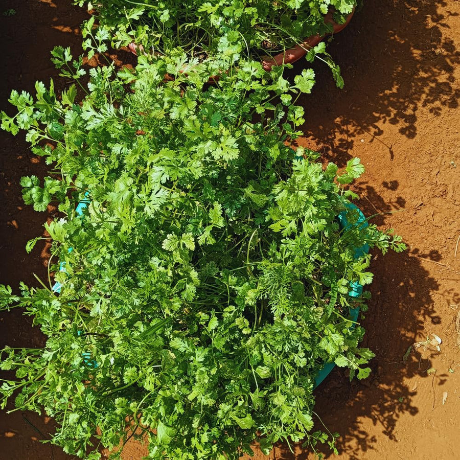 Green Cilantro Plant Live, Cilantro Live Plant Pot, 3.5 Inc Pot, Herb Vegetable Plant Gardening Outdoor Indoor