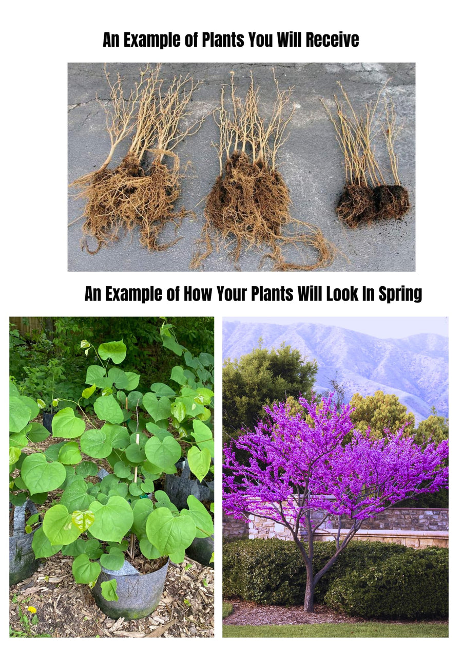 2 Eastern Redbud Trees Live Plants Dormant Seedling, 6 to 14 Inches Tall, Purple Flowers Red Bud Tree for Growing