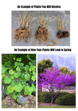 Redbud Tree Live Plant, 8-9 Months Old Red Bud Tree Outdoor, Spring Planting, Zones 4 to 9