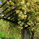 Bright Yellow Sunrosa Rose Live Plant, Fragrant Rose Bush Ready to Plants, Zone 5 to 9, Size 5 to 7 Inches and Bare Root