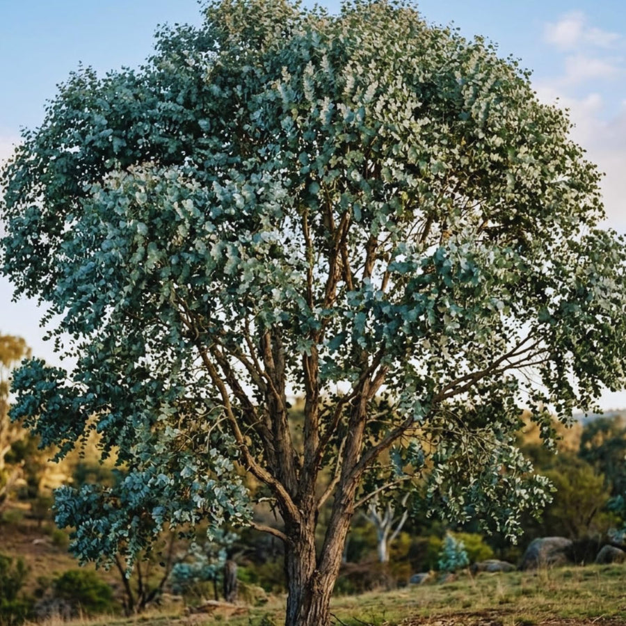 Eucalyptus Plant Live Indoor, Baby Blue Eucalyptus Live Plant, 4 to 7 Inches, Fragrant Eucalyptus Tree for Gardening Outdoor