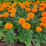 Orange African Marigold Plant 6-10 Inches, 4 Inch Pot, Hardy Marigold Flowers, Live Flowering Garden Plant for Planting