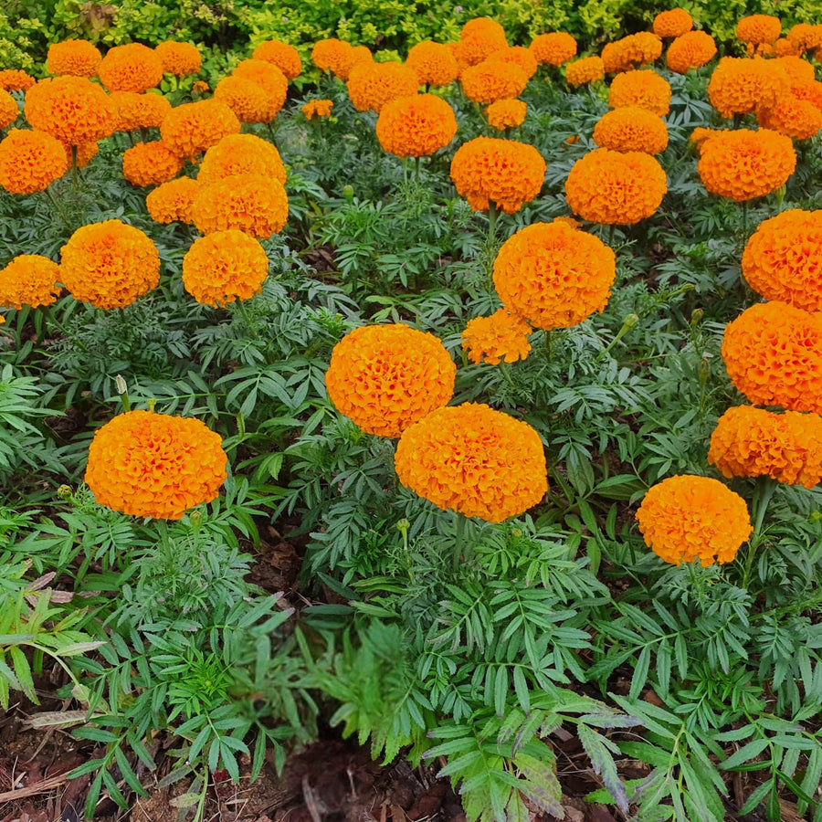 Orange African Marigold Plant 6-10 Inches, 4 Inch Pot, Hardy Marigold Flowers, Live Flowering Garden Plant for Planting