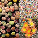 Mix Lithops Succulents Plants Live Bulks, Pack 20 Corlorful Living Stones Lithops Live Plants Large Size, Beautiful Lithops Living Stones Succulents Cactus