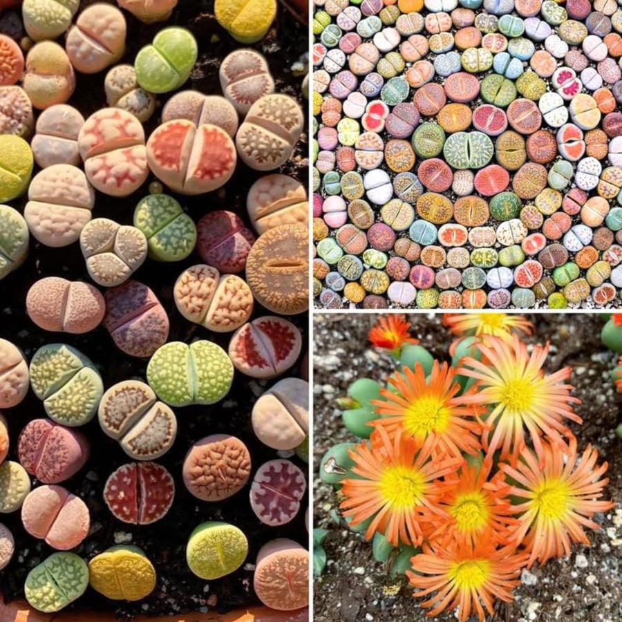 Mix Lithops Succulents Plants Live Bulks, Pack 20 Corlorful Living Stones Lithops Live Plants Large Size, Beautiful Lithops Living Stones Succulents Cactus