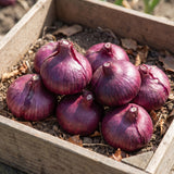 6 Purple Allium Bulbs for Planting, Ornamental Allium Flower Bulbs, Spring Blooming Garden Flowers for Outdoor Growing