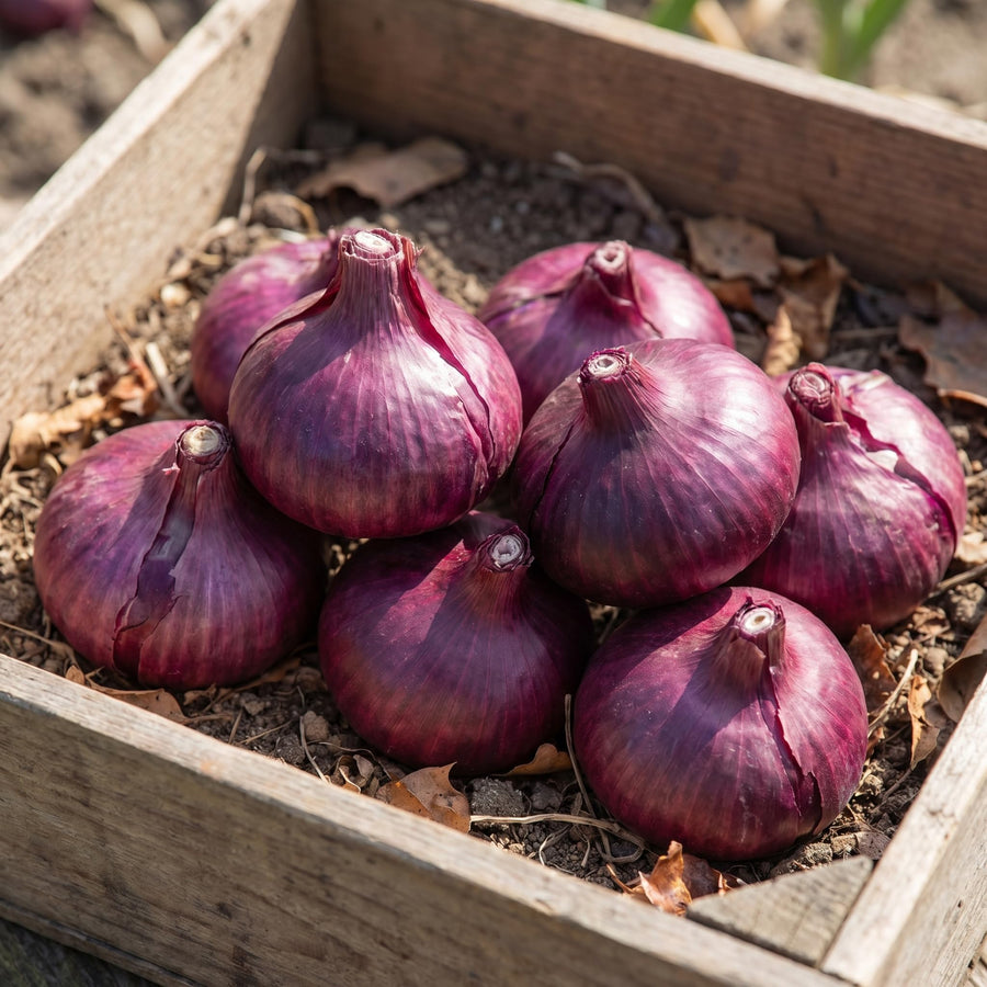 6 Purple Allium Bulbs for Planting, Ornamental Allium Flower Bulbs, Spring Blooming Garden Flowers for Outdoor Growing