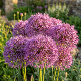 3 Purple Allium Bulbs for Planting, Decorative Flower Bulbs, Tall Blooming Garden Plants for Outdoor Beds and Borders
