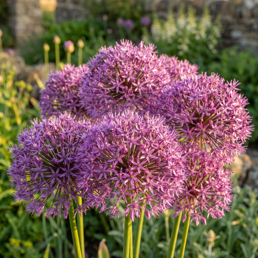 3 Purple Allium Bulbs for Planting, Decorative Flower Bulbs, Tall Blooming Garden Plants for Outdoor Beds and Borders