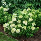 Lime Hydrangea Plant Live, in 2.5 Inch Pot, 6–12" Tall Cold Hardy Hydrangea Flowering Shrub