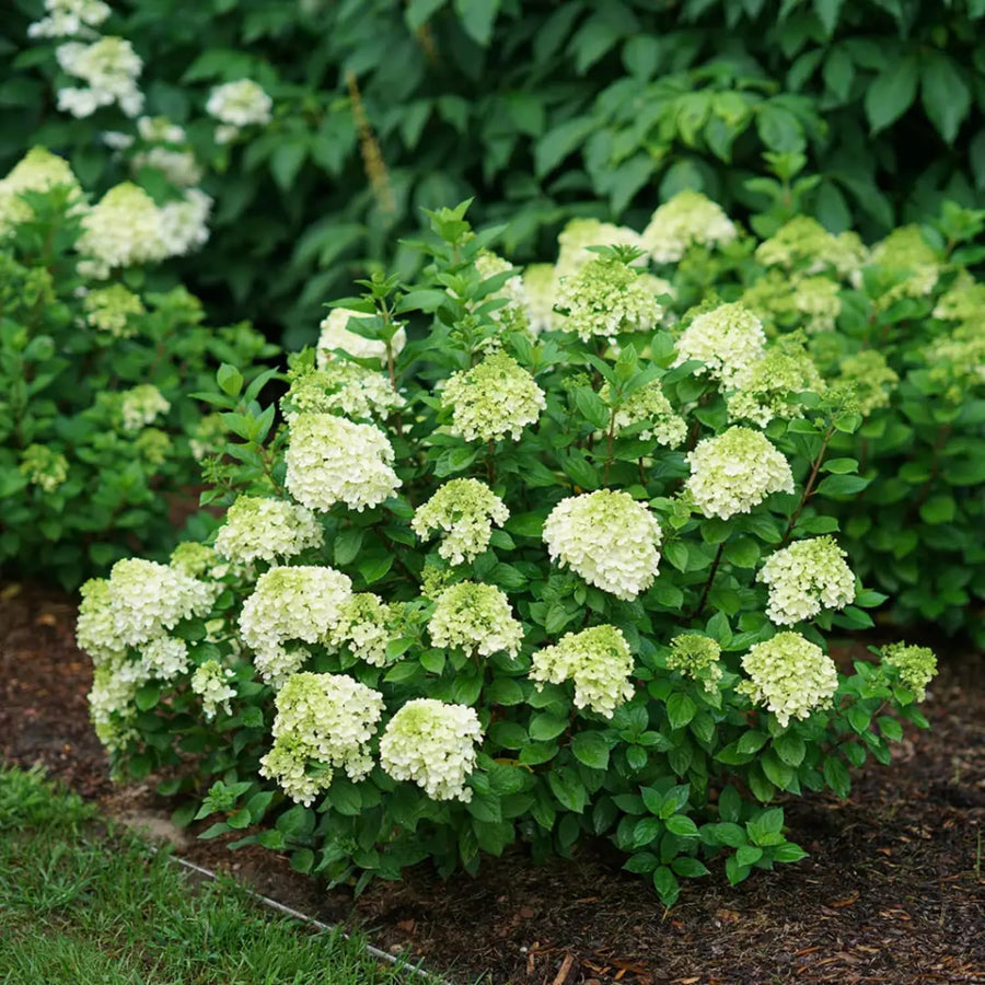 Lime Hydrangea Plant Live, in Quart Pot, 8-14" Tall Cold Hardy Hydrangea Flowering Shrub