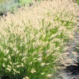 2 Ornamental Grass Plants - White Fountain Grasses Live Plants Perennial - 5-9 Inc Tall - Live Grass Seedlings Indoor Outdoor