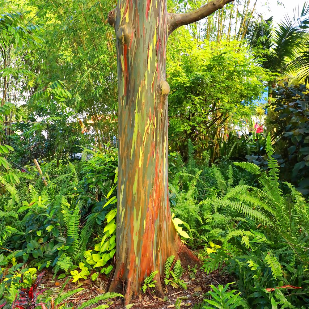 Eucalyptus Plant, Starter Eucalyptus Plant Live in 2.5" Pot, Cold Hardy, Fragrant Foliage, Ready to Grow Indoor Outdoor (Rainbow)