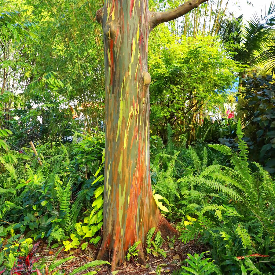 Eucalyptus Plant, Starter Eucalyptus Plant Live in 2.5" Pot, Cold Hardy, Fragrant Foliage, Ready to Grow Indoor Outdoor (Rainbow)