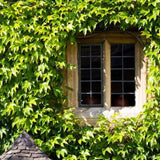 Trailing English Ivy Live Plant, Hardy Ivy Plants in 4" Pot, Climbing Plants Outdoor Garden, Easy Care House Plant (Green)