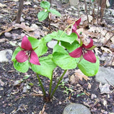 Set of 5 Red Trillium Bulbs, Large Bulbs, Trillium Bulbs for Planting, Trillium Bulbs Bulk for Garden, Trillium Flower Bulbs, Ready to Plant