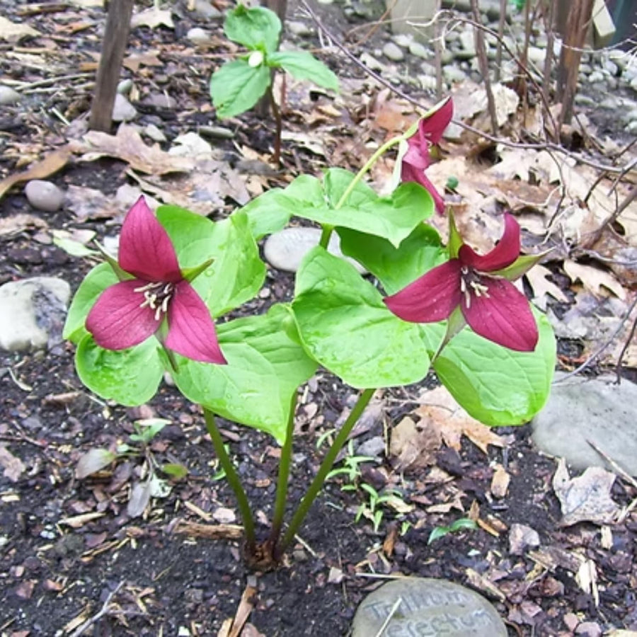 Set of 5 Red Trillium Bulbs, Large Bulbs, Trillium Bulbs for Planting, Trillium Bulbs Bulk for Garden, Trillium Flower Bulbs, Ready to Plant