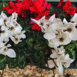 White Cyclamen Plant Live, Cyclamen Flower Live Plant, 5'' to 7'' Tall, Easy to Plant, Out Garden