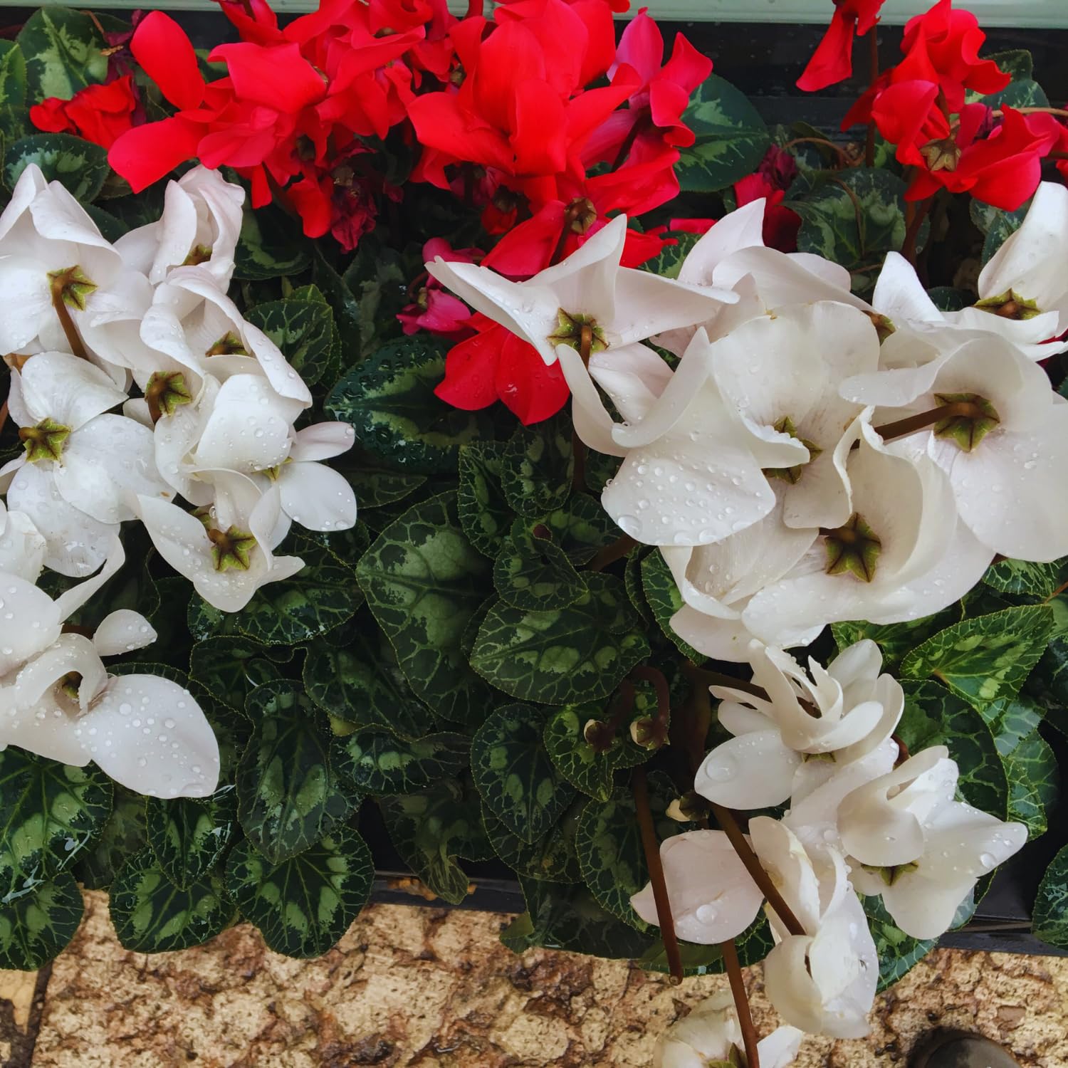White Cyclamen Plant Live, Cyclamen Flower Live Plant, 5'' to 7'' Tall, Easy to Plant, Out Garden